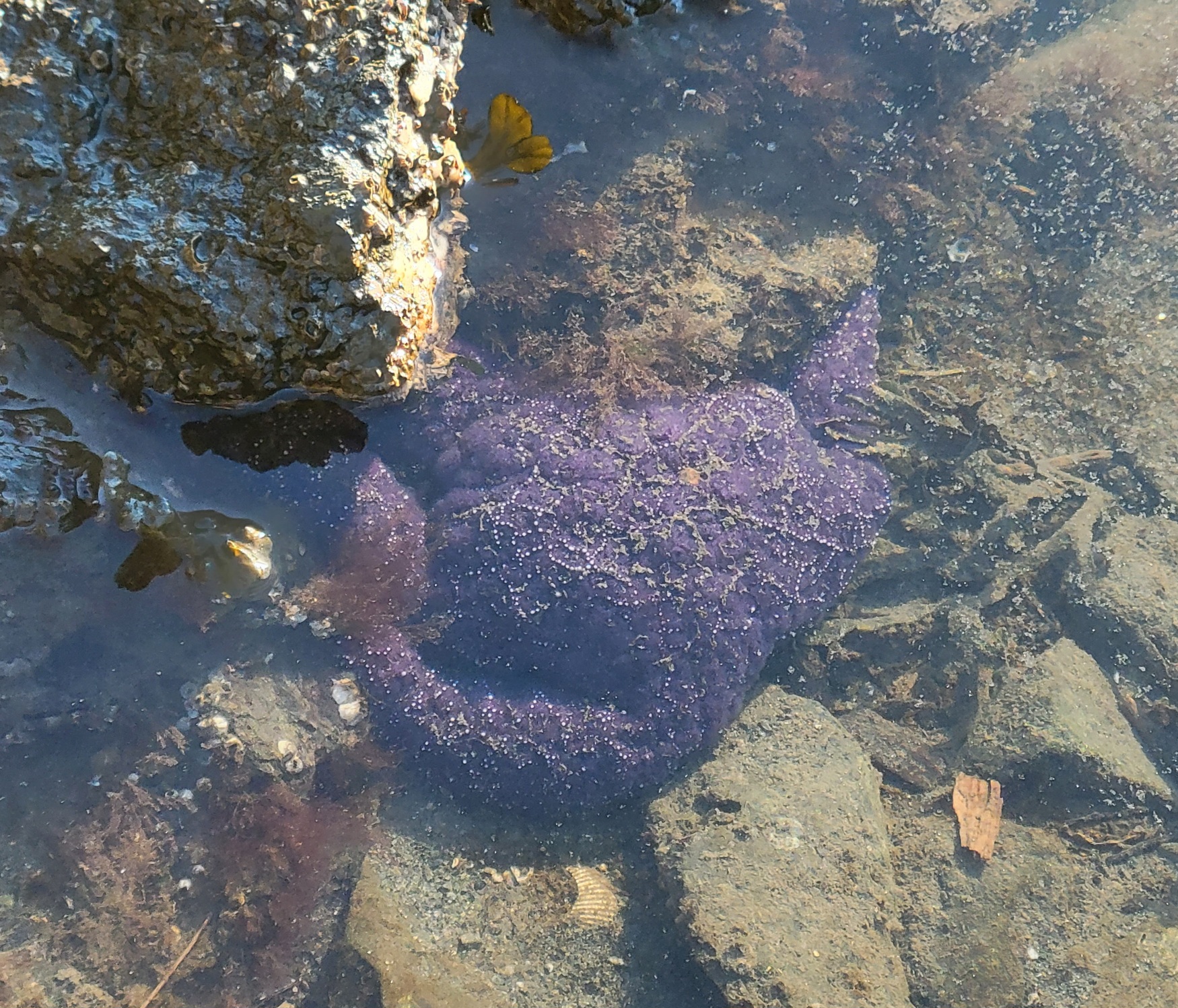 "purple seastar"